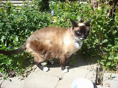 Siameser Kisser - efter hendes hårtab billede 6