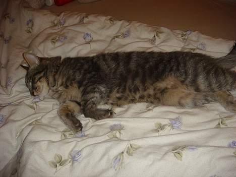 Huskat Mille billede 5