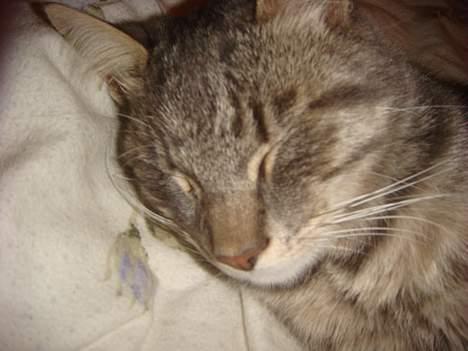 Huskat Mille billede 6