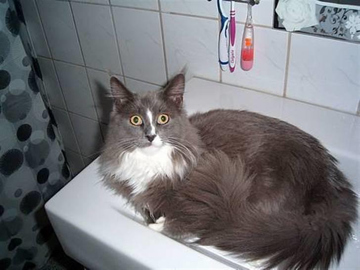 Maine Coon Pjuske billede 15