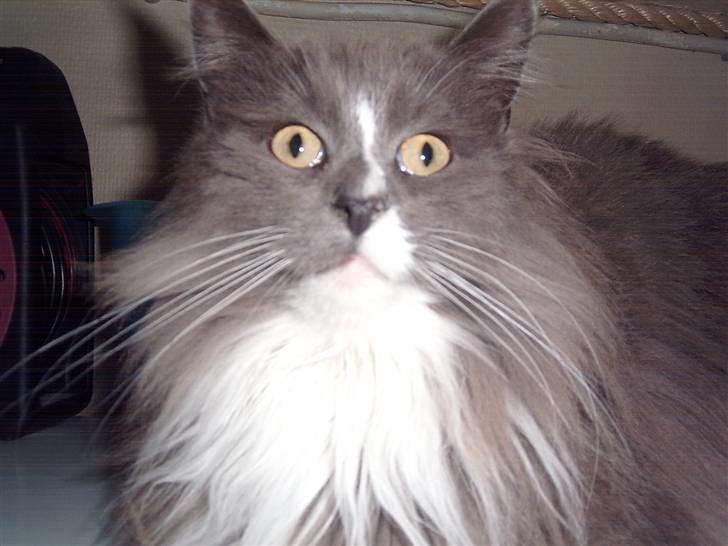 Maine Coon Pjuske billede 16