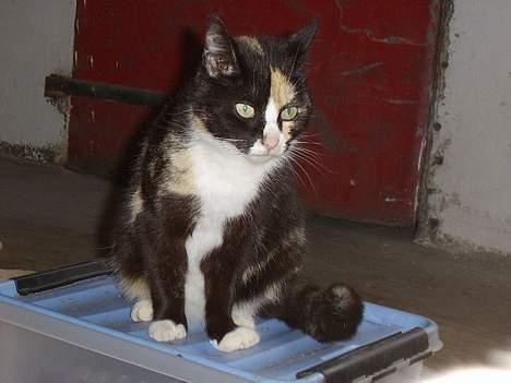 Blanding af racer † Misse mor † billede 1