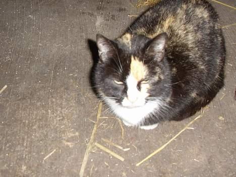 Blanding af racer † Misse mor † billede 2