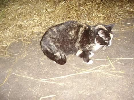 Blanding af racer † Misse mor † billede 3