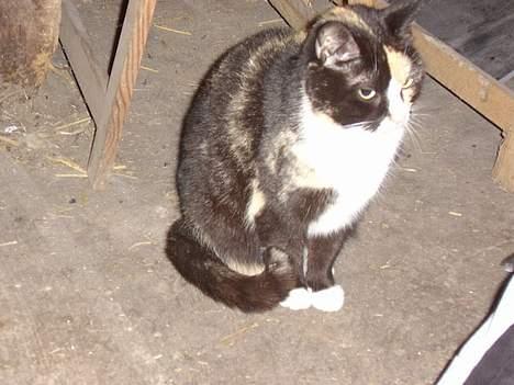 Blanding af racer † Misse mor † billede 4