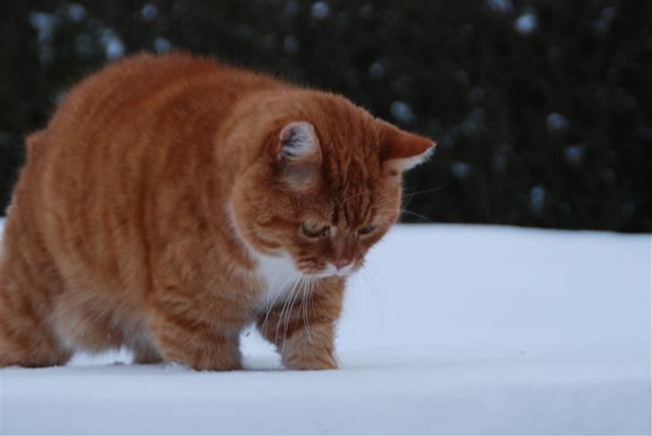 Blanding af racer Kisser - Kisser i sneen :D December 09 (: billede 1