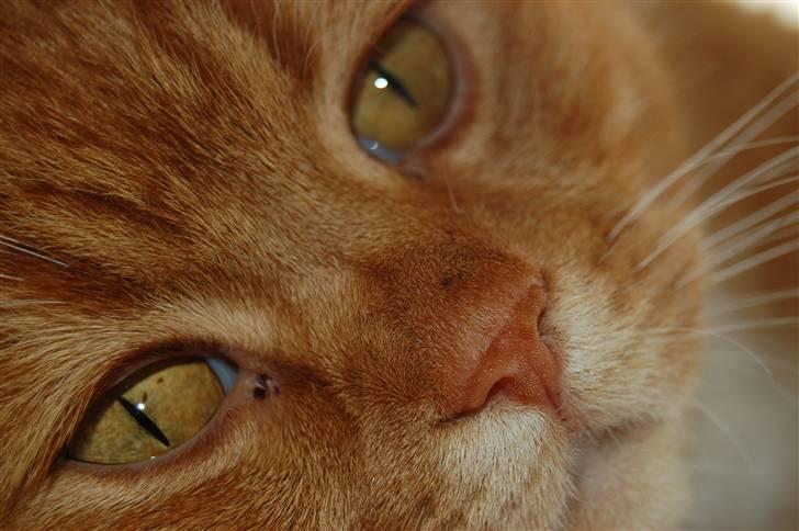 Blanding af racer Kisser - :D billede 2