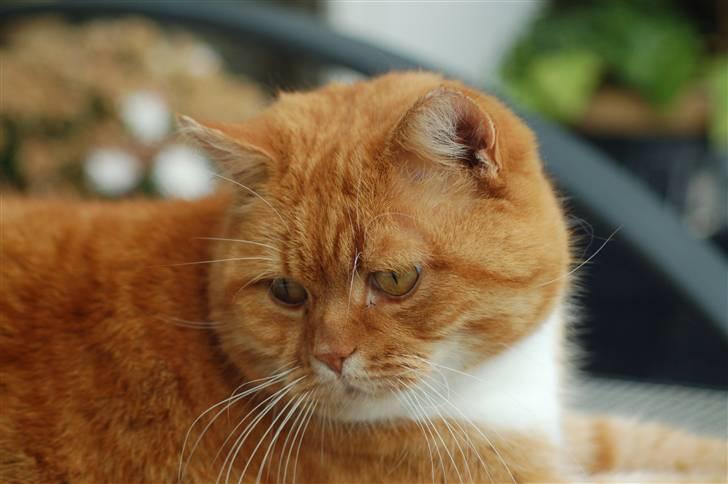 Blanding af racer Kisser billede 3