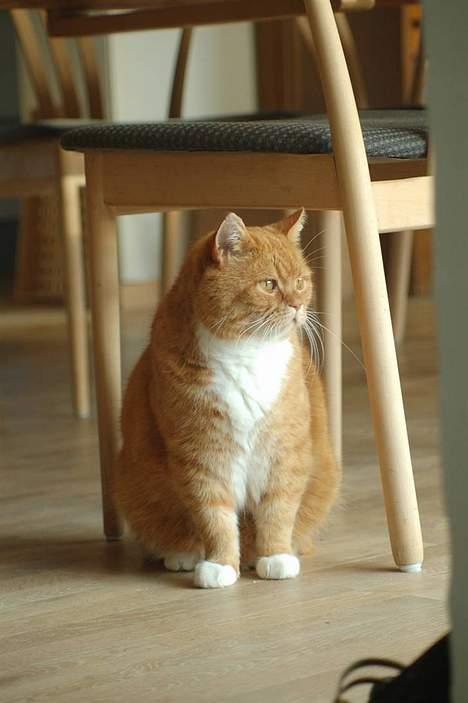 Blanding af racer Kisser - Smukke, lækre dyr! (;  billede 4