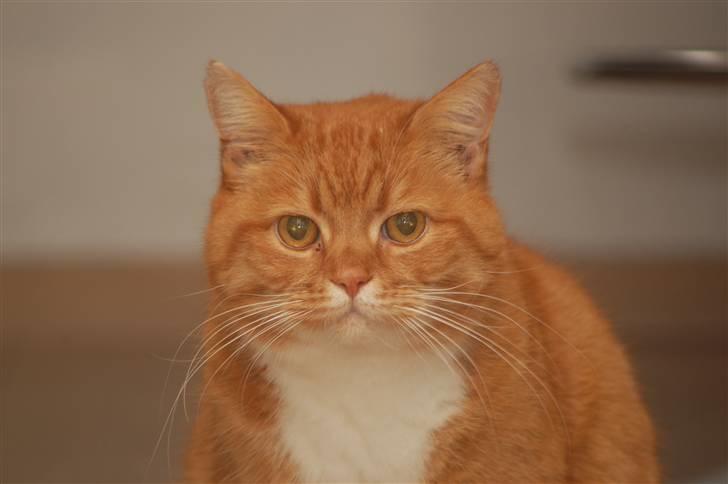 Blanding af racer Kisser - Smukke dyr.. Foto: mig :) billede 5