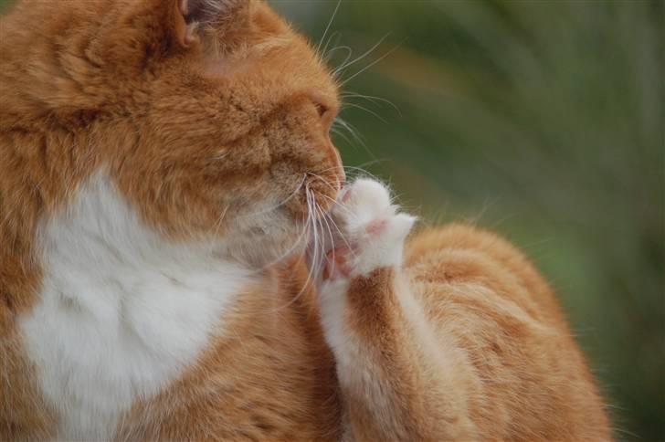 Blanding af racer Kisser - Haha smukke ;P billede 6