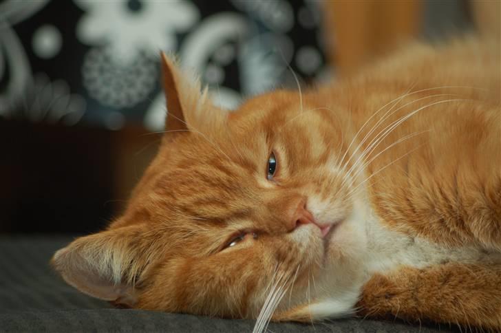 Blanding af racer Kisser - Haha intelligent P billede 7