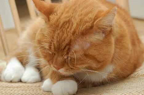 Blanding af racer Kisser - Nurh :´) billede 8