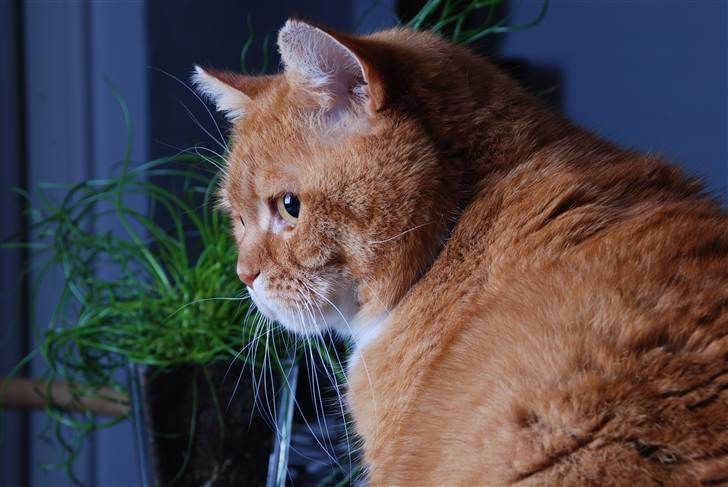 Blanding af racer Kisser - Kisser - december 08 billede 9