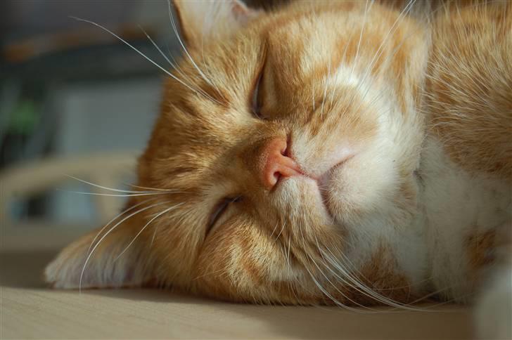 Blanding af racer Kisser - Lækkerhed ;P billede 10