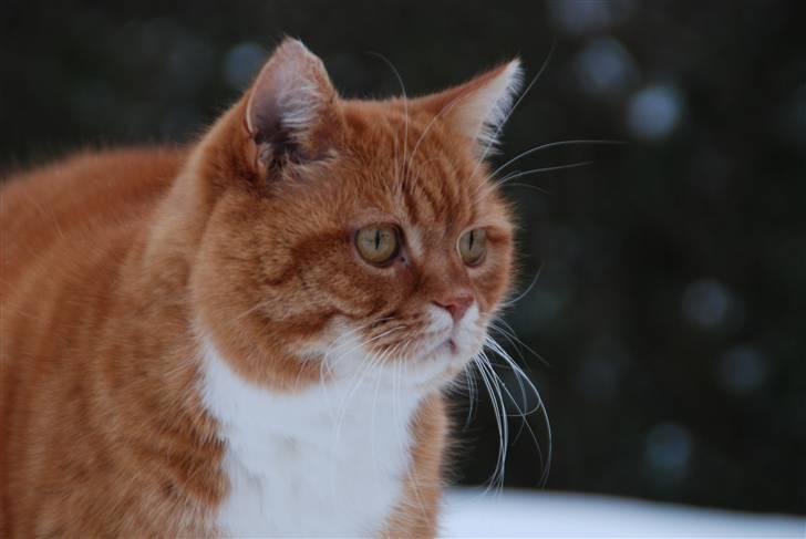 Blanding af racer Kisser - Kisser i sneen - December 09 :D  billede 11