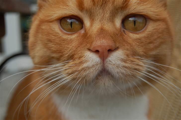 Blanding af racer Kisser - Haha ;D billede 12