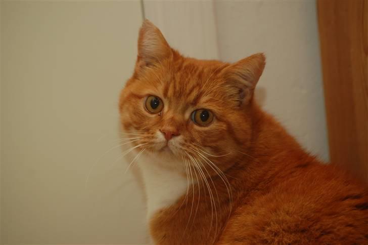 Blanding af racer Kisser - Smukke :* billede 13