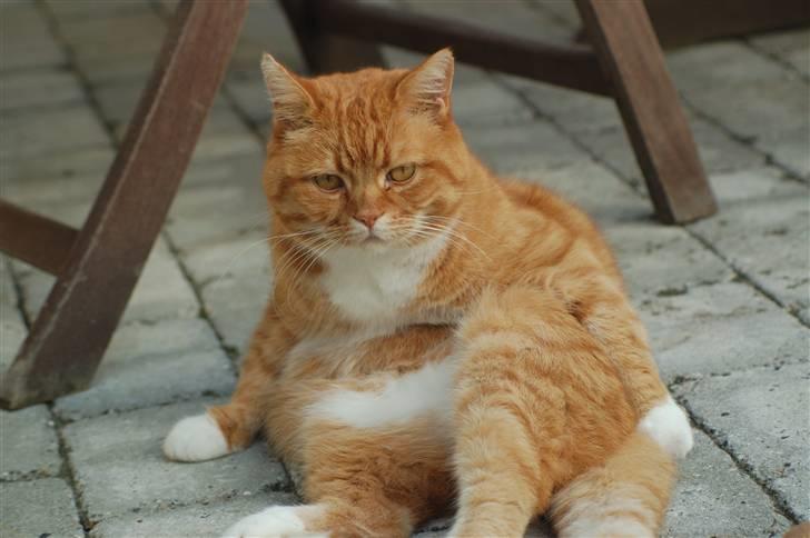 Blanding af racer Kisser - Floot Kisser xD billede 14