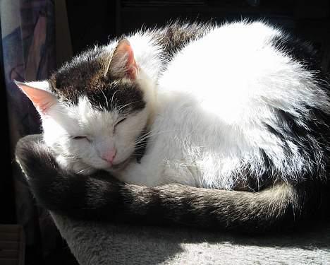 Huskat Svend billede 1