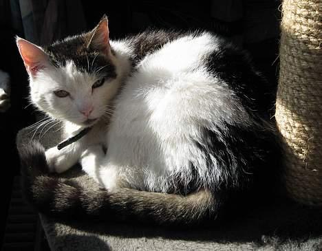 Huskat Svend - Moar altså... Hvorfor forstyrrer du mig når jeg ligger og nyder solen? billede 2