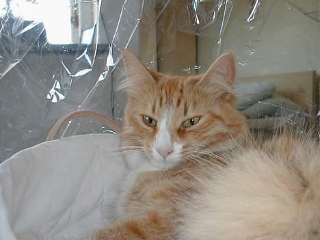 Norsk Skovkat Kajensas Miss Mille - Skøre Mille, elsker at ligge i kurve :D billede 11