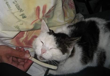 Huskat Svend - Dejligt at få lidt hjælp med pels-plejen. billede 3
