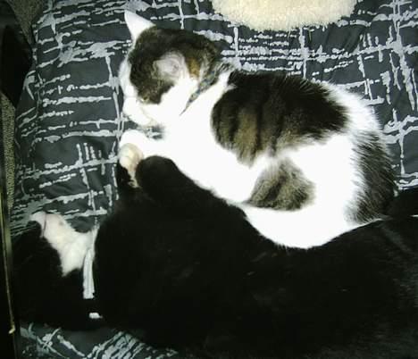 Huskat Svend - Se.. Ingen respekt. Han skal aaaltid mænge sig ham Mogens. billede 4