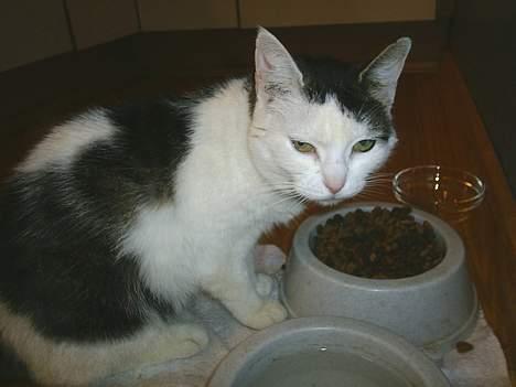 Huskat Svend - Kan DU li`at blive fotograferet midt i maden måske...??? billede 5