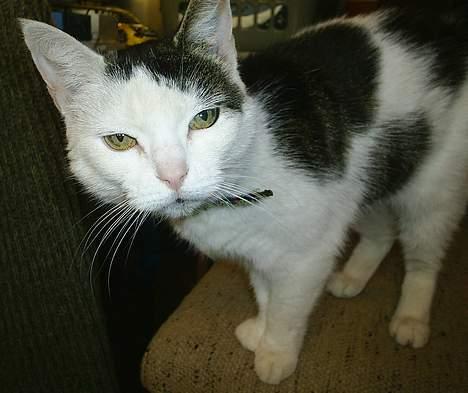 Huskat Svend - Moar... Spiser du kylling uden at gi`MIG noget? billede 6