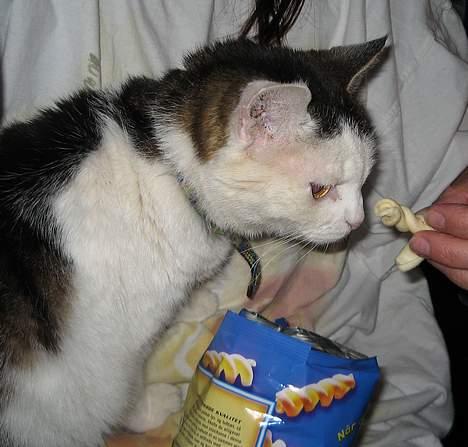 Huskat Svend - Jeg vil måske spise noget hvis du knækker det i mindre stykker... billede 7