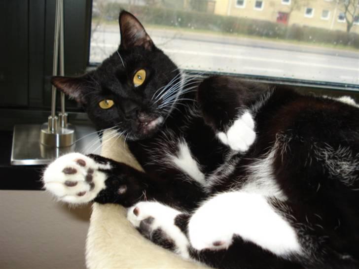 Huskat Gunnar <3 - jeg er heeeelt tæt på nu moooor :D  billede 15