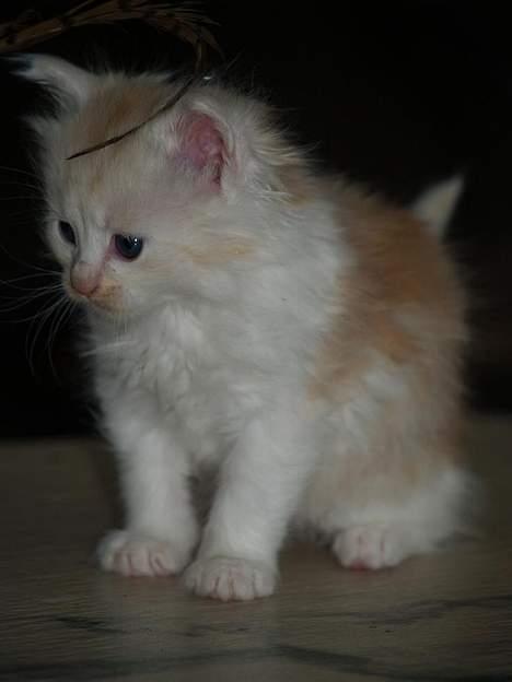Maine Coon artur - 2-3 uger billede 6