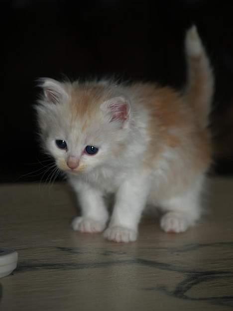 Maine Coon artur - 3 uger billede 7