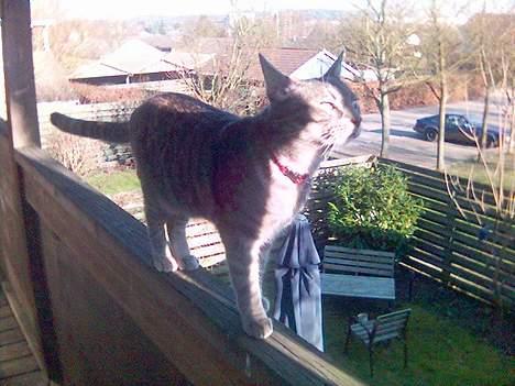 Huskat Chanell *flyttet* - Aahhh... en solstråle... billede 13