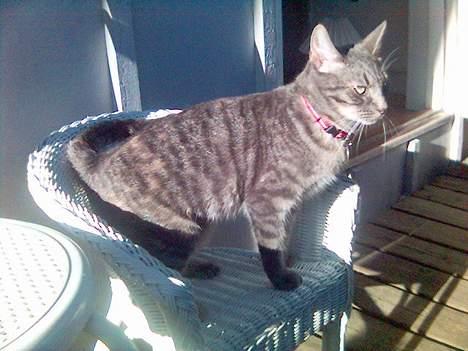 Huskat Chanell *flyttet* - Dejligt at sidde lidt ned billede 14