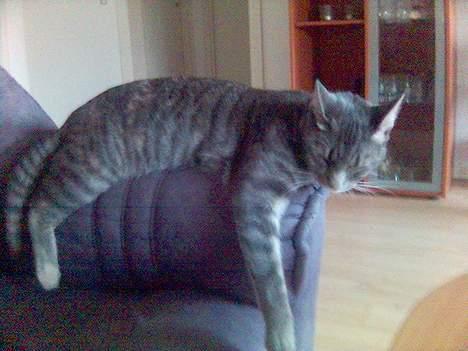 Huskat Chanell *flyttet* - Men man bliver altså træt af at rende så meget ude.... billede 15