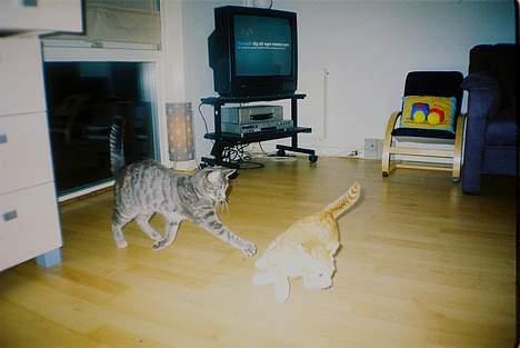 Huskat Chanell *flyttet* - Chanell leger med Jensen - hendes aller bedste legekammerat billede 16