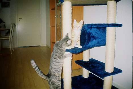 Huskat Chanell *flyttet* - Chanell og Jensen igen billede 17