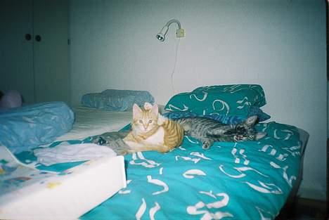 Huskat Chanell *flyttet* - Chanell og Jensen tager en slapper i mors seng billede 18