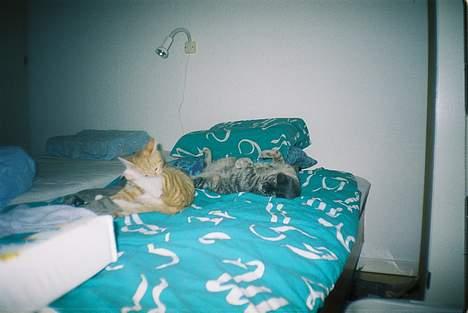 Huskat Chanell *flyttet* - En rigtig slapper..... billede 19