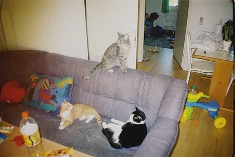 Huskat Chanell *flyttet* - Jensen, Chanell og Kashmir, da Jensen og Kashmir var på ferie hos os billede 20