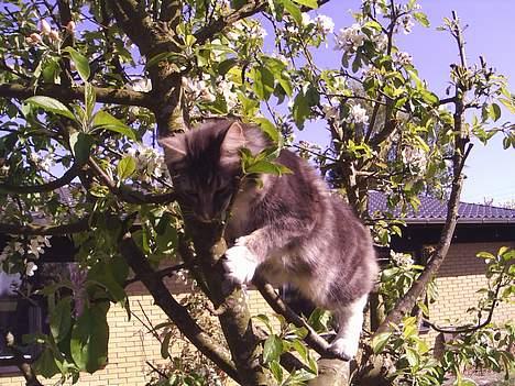 Norsk Skovkat AnnaBell`s perle billede 20