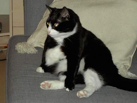 Huskat Felix billede 1