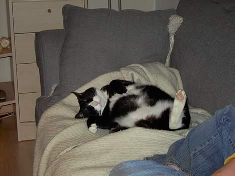 Huskat Felix billede 2