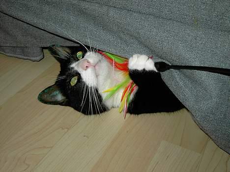 Huskat Felix billede 3