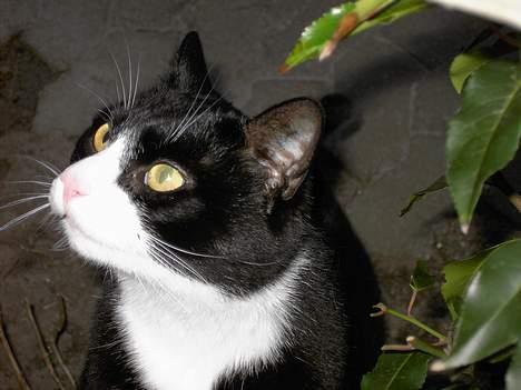 Huskat Felix billede 4