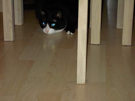 Huskat Felix billede 5