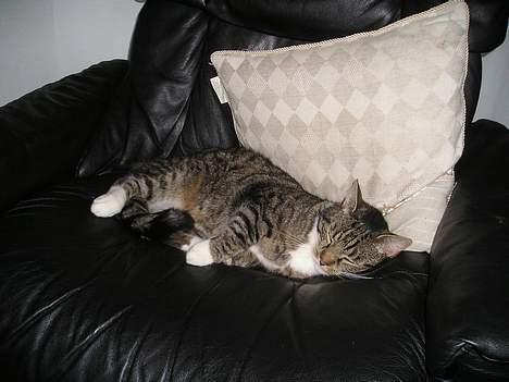 Blanding af racer filur - så er det sovetid billede 1