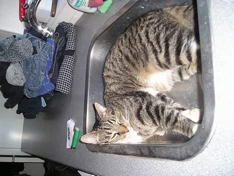 Blanding af racer filur billede 2